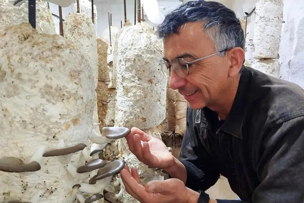 Gírgolas en Neuquén: de los troncos al cultivo durante todo el año