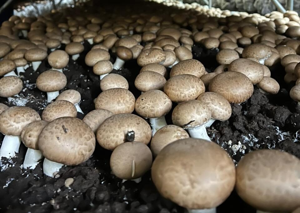 Hongos del Pilar invierte 3 millones de dólares: el mercado argentino de hongos frescos no para de crecer