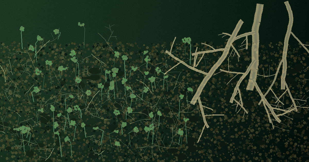 Trichoderma en Argentina: qué prueban los ensayos de TrichoNOA-Salta