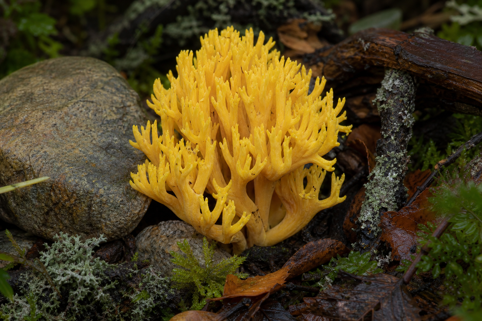 Changle (Ramaria flava) hongo coral amarillo brillante en bosque andino-patagónico