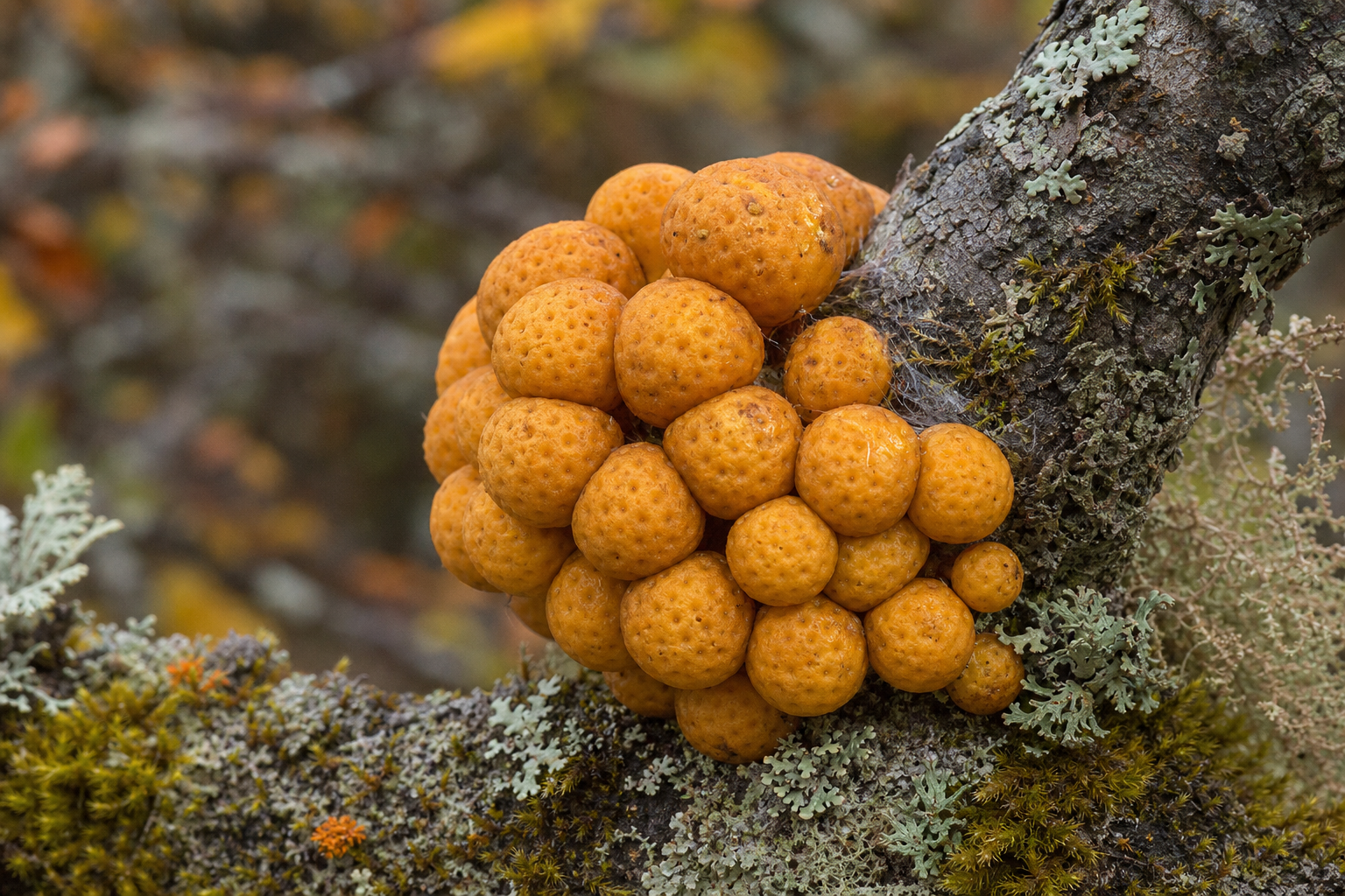 Lleuca (Cyttaria darwinii) creciendo en ramas de lenga en la Patagonia argentina