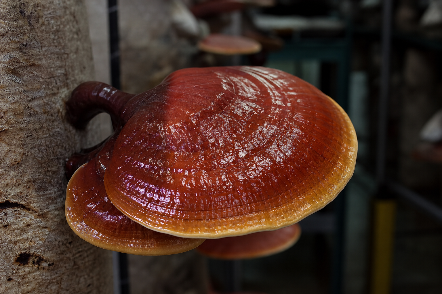 Reishi (Ganoderma lucidum) con su sombrero rojo lacado característico