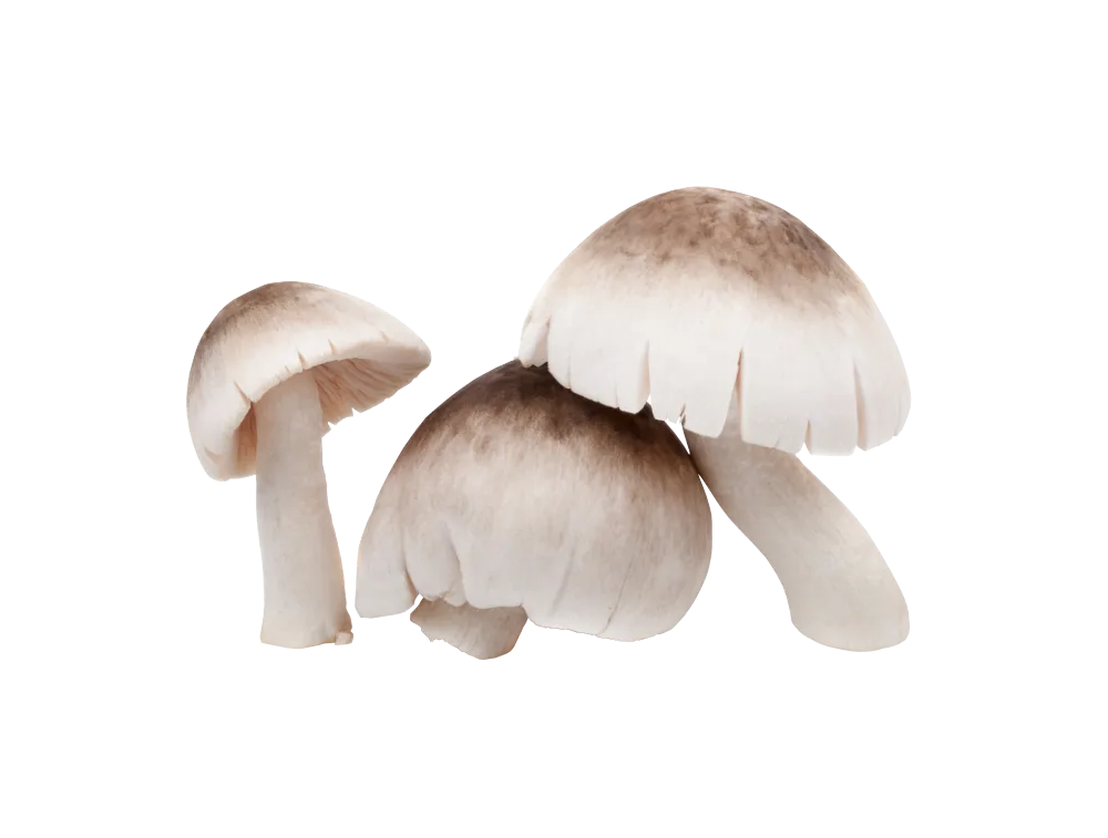 Shiitake Fresco