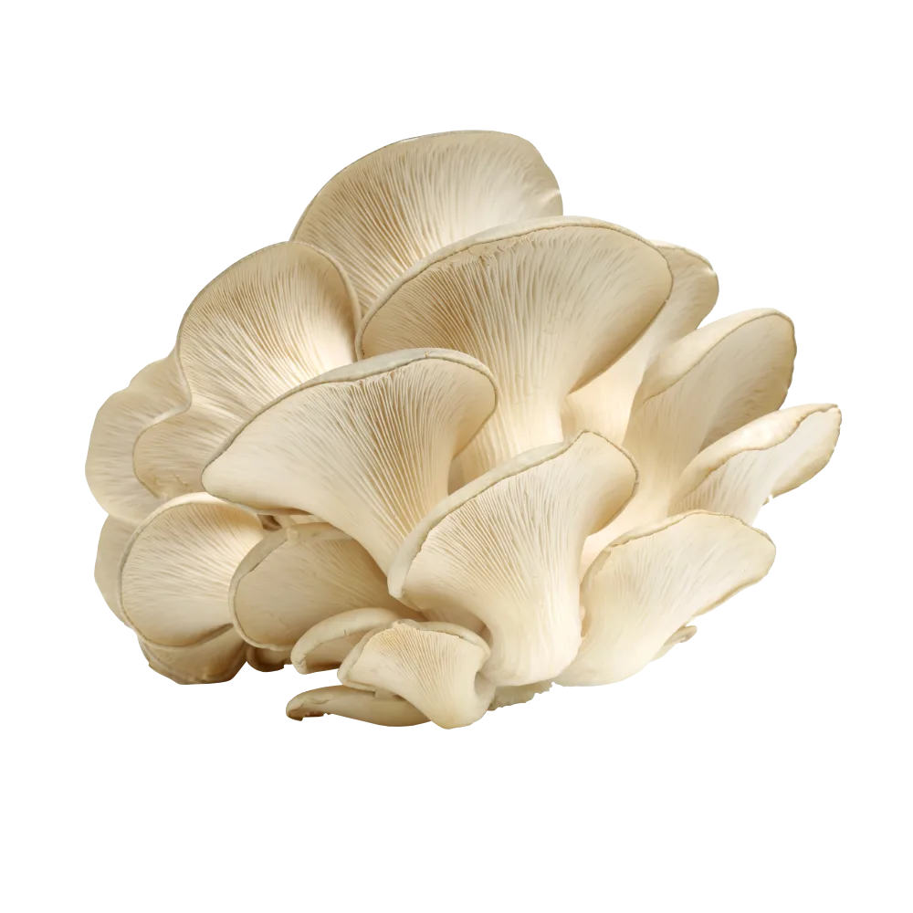 Gírgolas Blancas